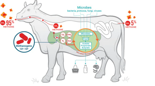 Could adding seaweed to livestock feed reduce emissions from cows?
