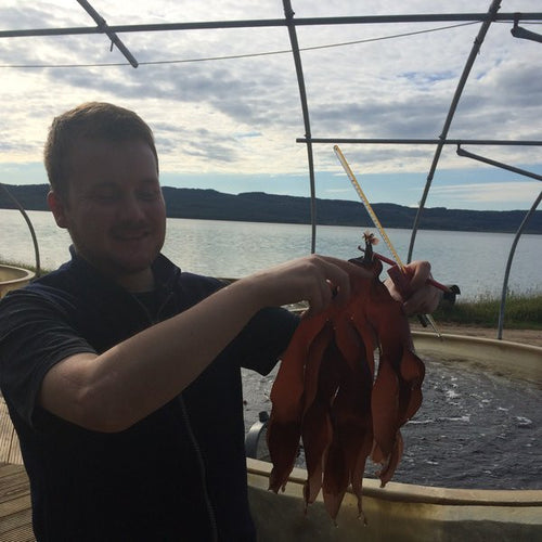 Dulse from Mara's on-shore tanks for Project S3eed