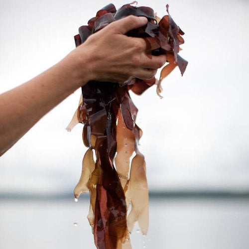 Fresh Mara Seaweed Dulse, dripping