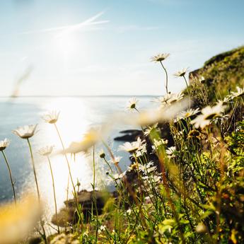 Why vegans need seaweed in their diet