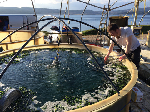 Project S3EED on shore tanks for seaweed research