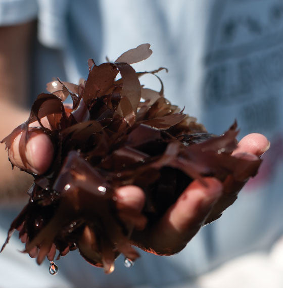 Handful of fresh dulse seaweed